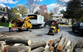 Best Tree Removal Services  in Old Miakka, FL